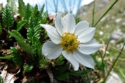 29 Dryas octopetala L. - Camedrio alpino